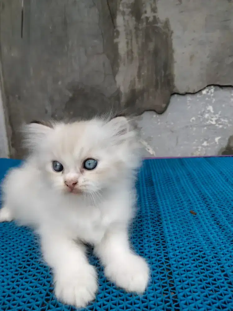 Kitten Ragdoll pure Lynx