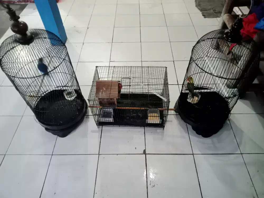 Jual burung Lovebird