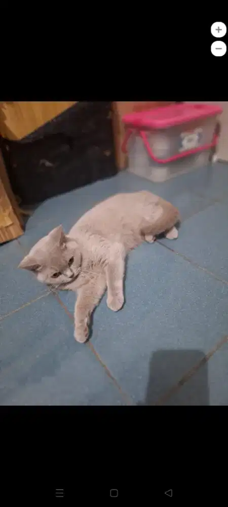 Lilac betina birahi parah