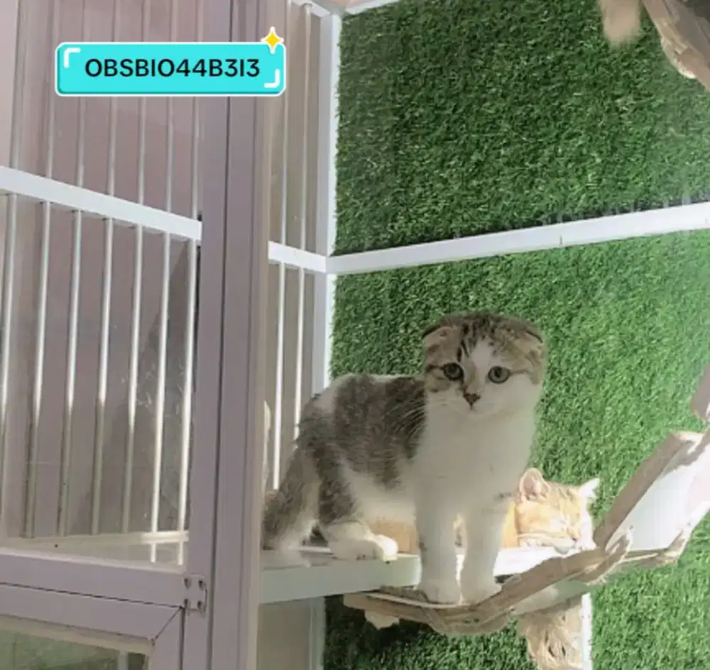 Kucing Scottish Fold