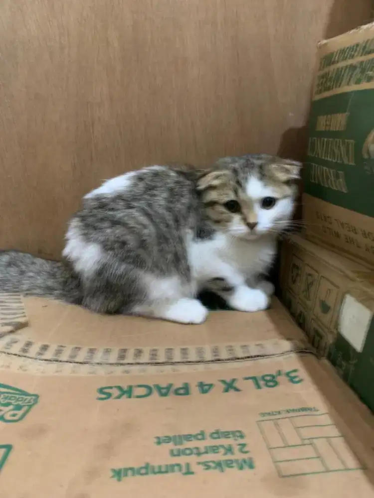 Kucing Scottish Fold