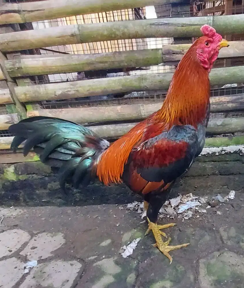 Ayam muda Pamangon