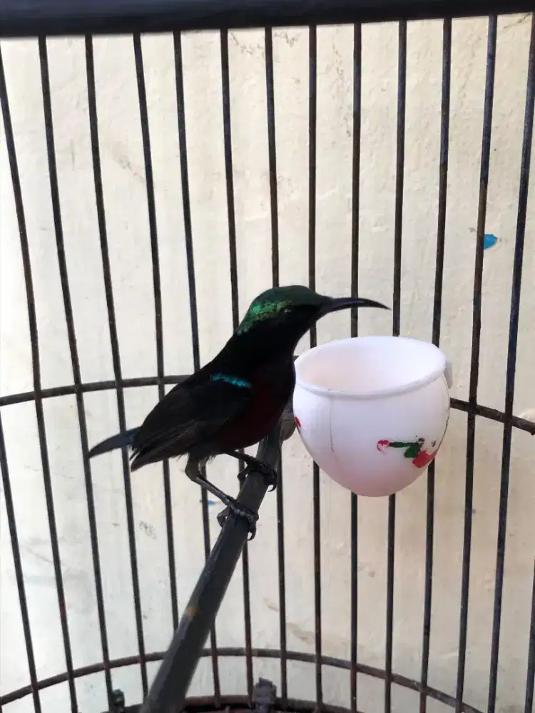 burung Kolibri ninja