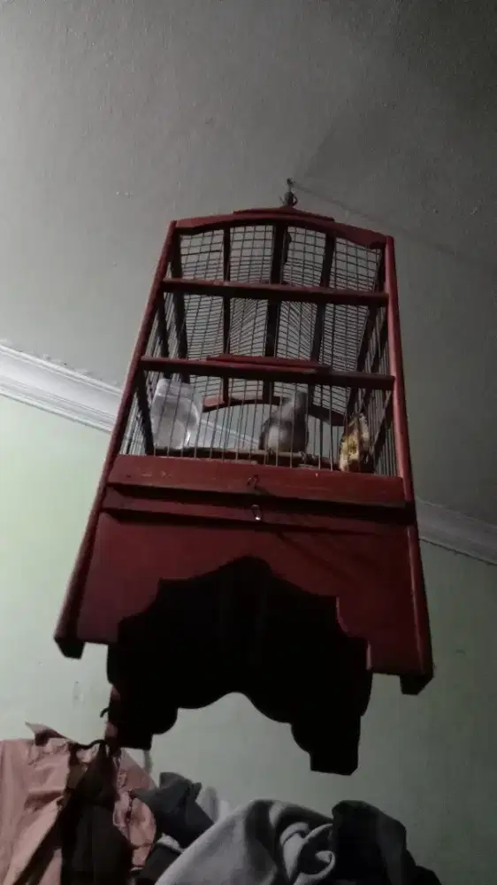 Trucuan  anak an jantan makan por