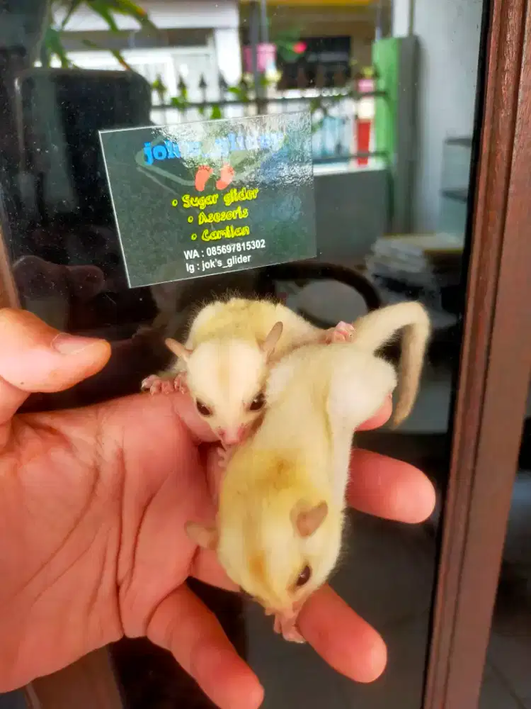 Sugar glider creamino spsang