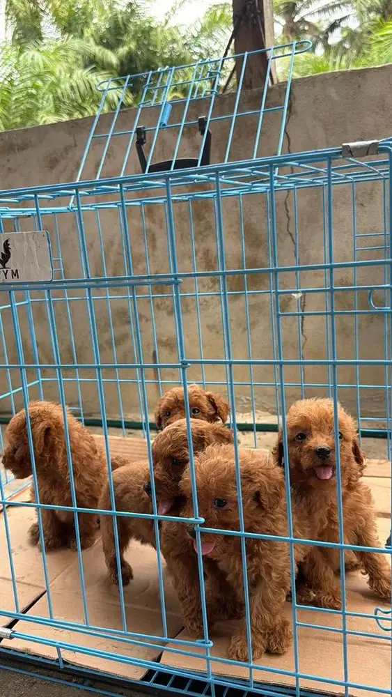 POODLE JANTAN BETINA