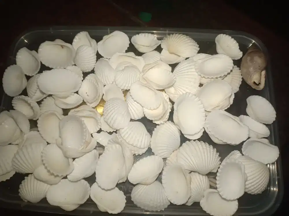 Kerang kerajinan