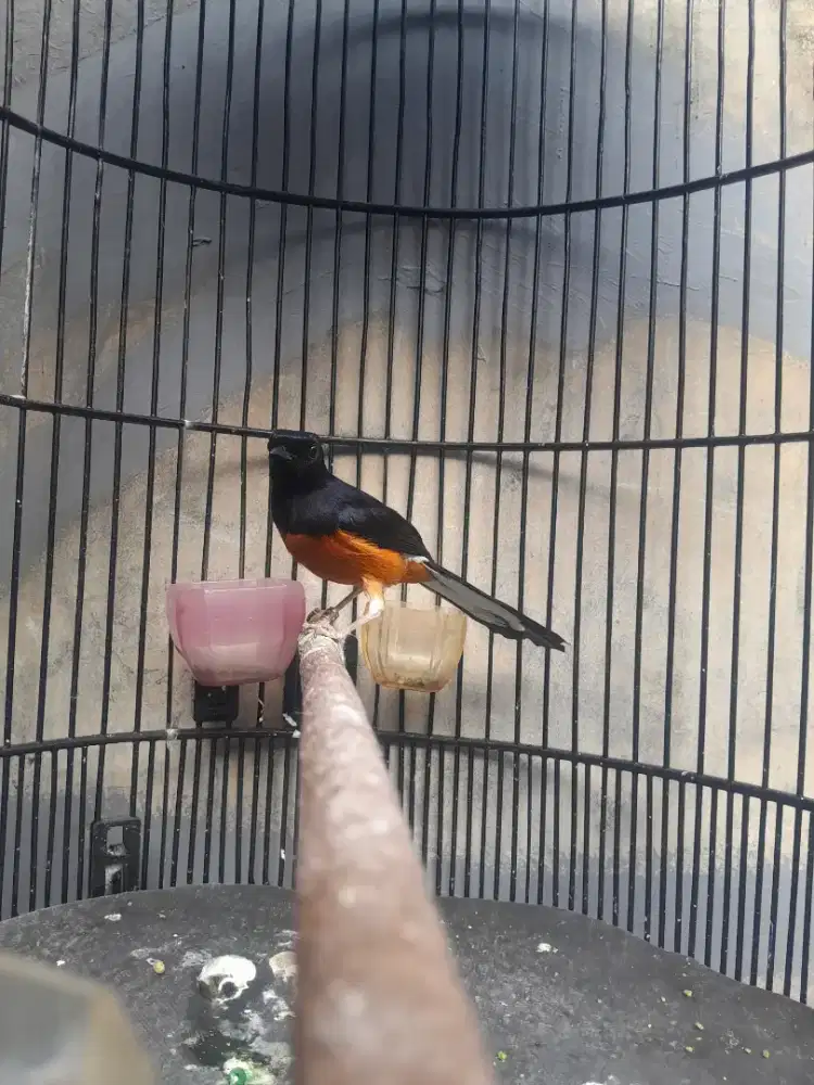 Murai batu, materi udah banyak beres mabunh