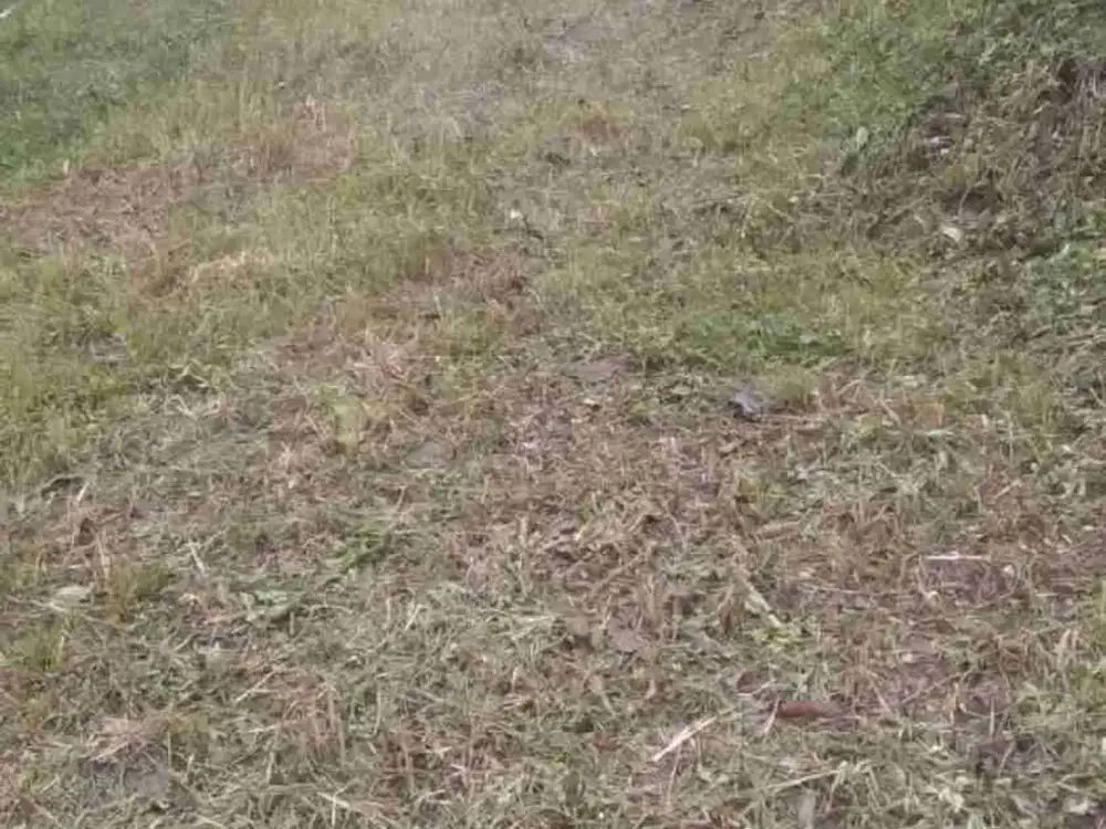 Di Jual Tanah buat Villa di Cisarua Puncak Bogor