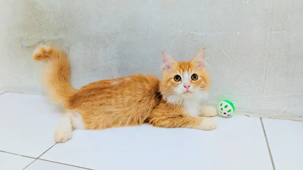 Kucing Persia Jantan