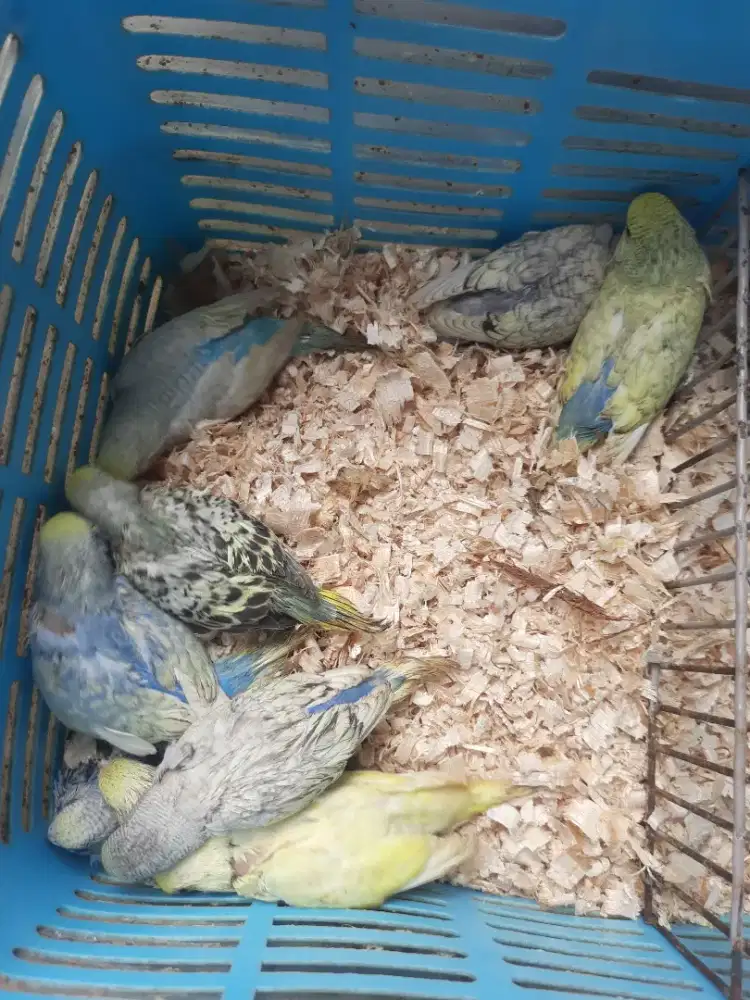 Burung parkit mutasi