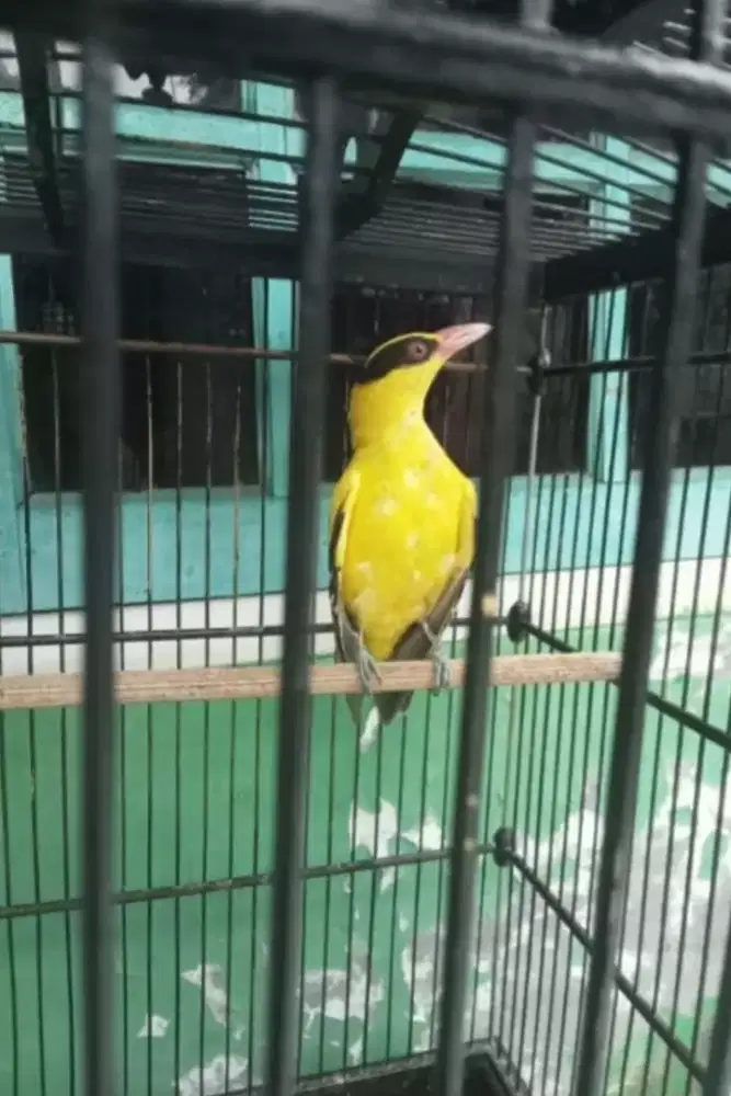 Burung Kepodang Emas