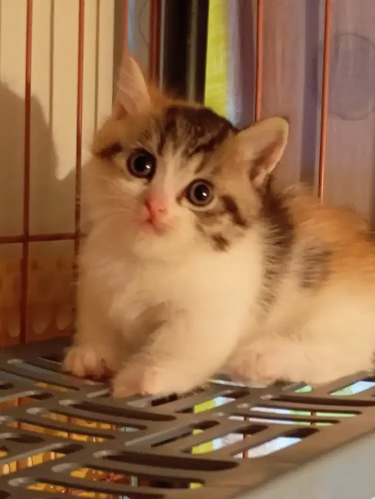 Munchkin kitten betina  calico ( nego)