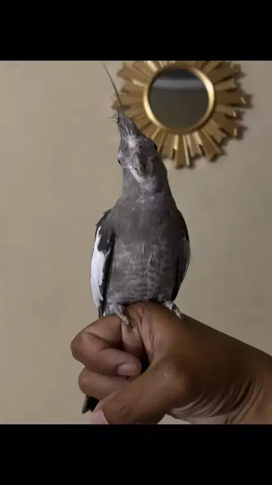 Parkit Australia WF Jinak Total