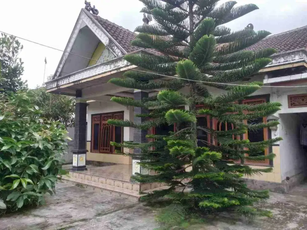 RUMAH SUPER LUAS HARGA SUPER MURAH BONDOWOSO DEKAT KAFE LAYAR SENTUH