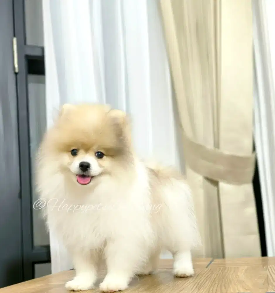 Minipom Party Colours ( Jantan )