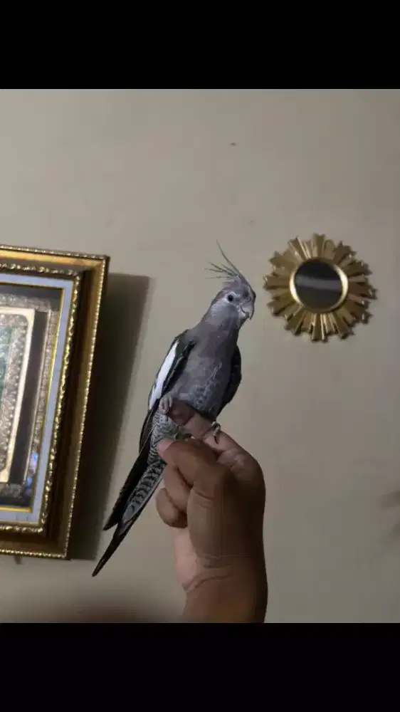 Parkit Australia WF Grey