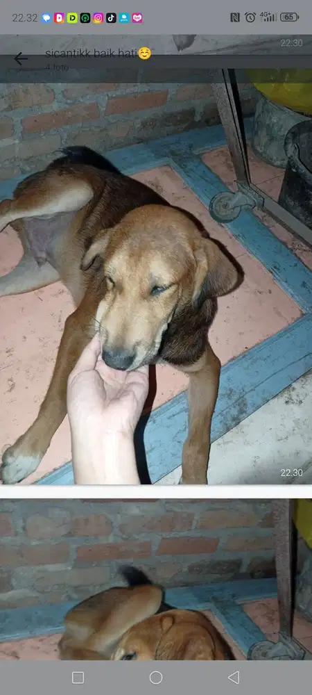 Dijual anjing potong anakan muda belum pernah kawina