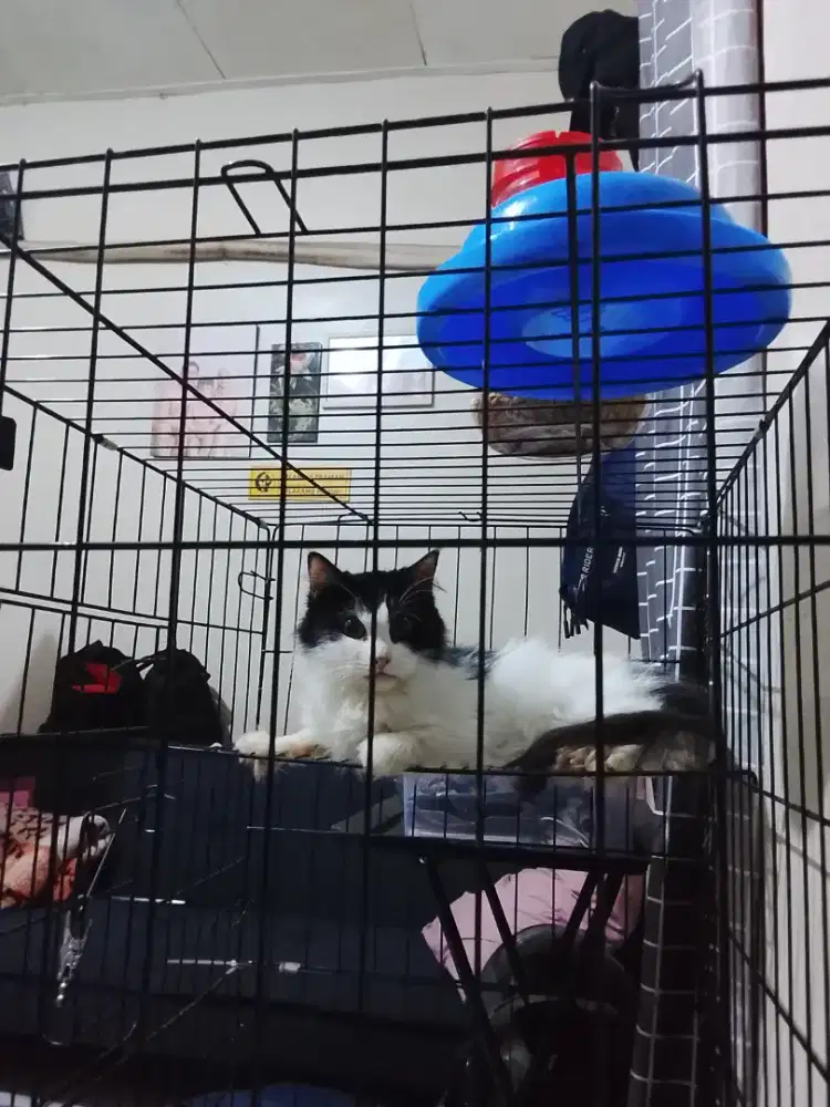 Kucing Persia betina