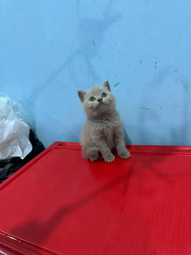 Kucing kitten british shorthair lilac 100% asli