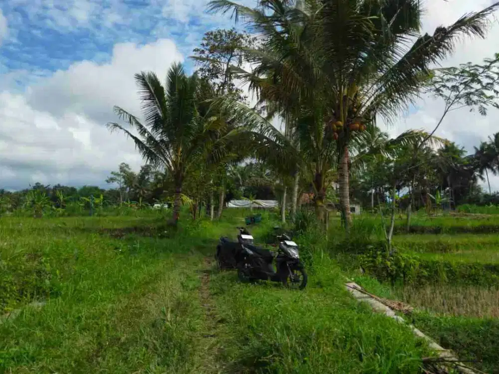 Tanah Murah Kiyaran Wukirsari Cangkringan
