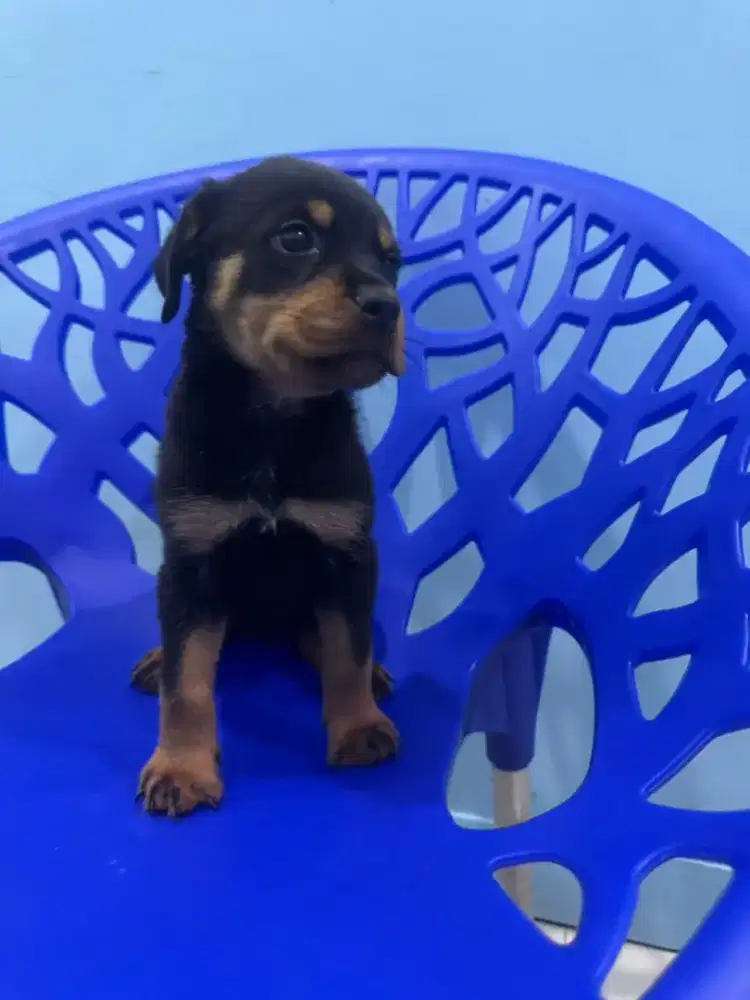 Anak anjing rottweiler betina 100% asli garansi