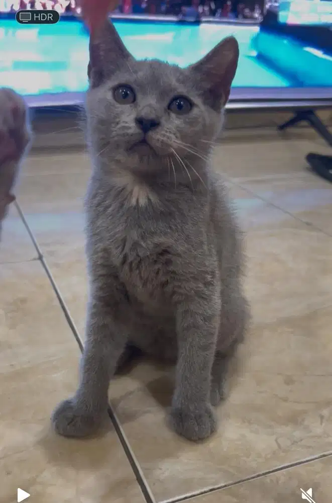 Jual kitten britishshorthair murah