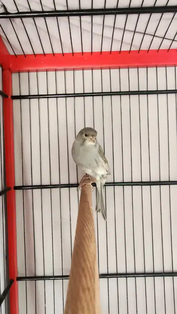 Burung kenari AFS starblue