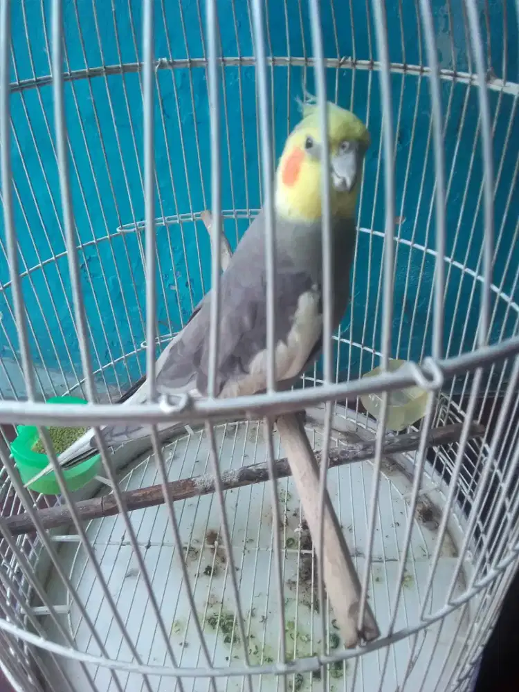 FALAK AUSTRALIA KTP JANTAN HARIAN BRISIK SIUL2 950 FULSET