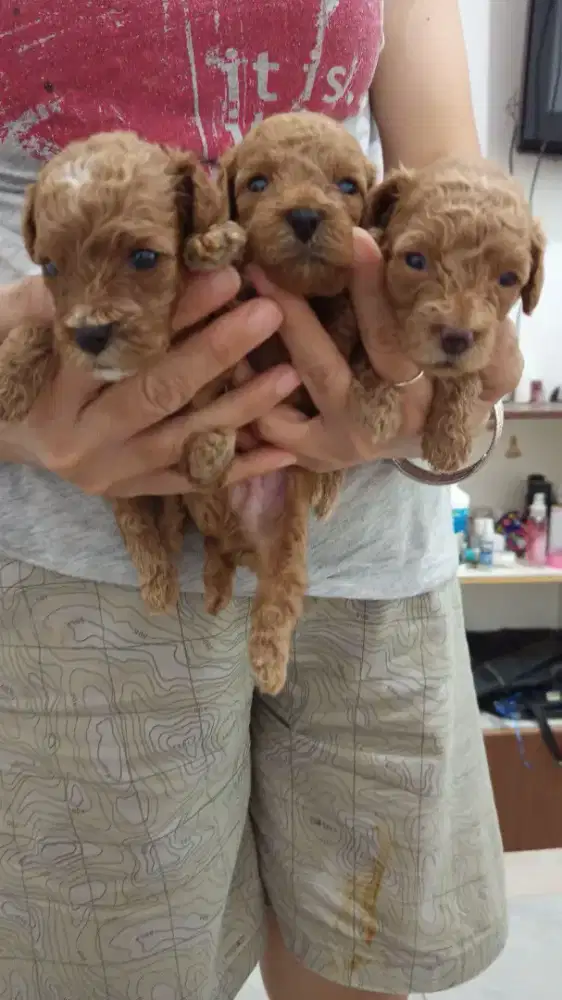 Poodle puppy 1,5 bulan