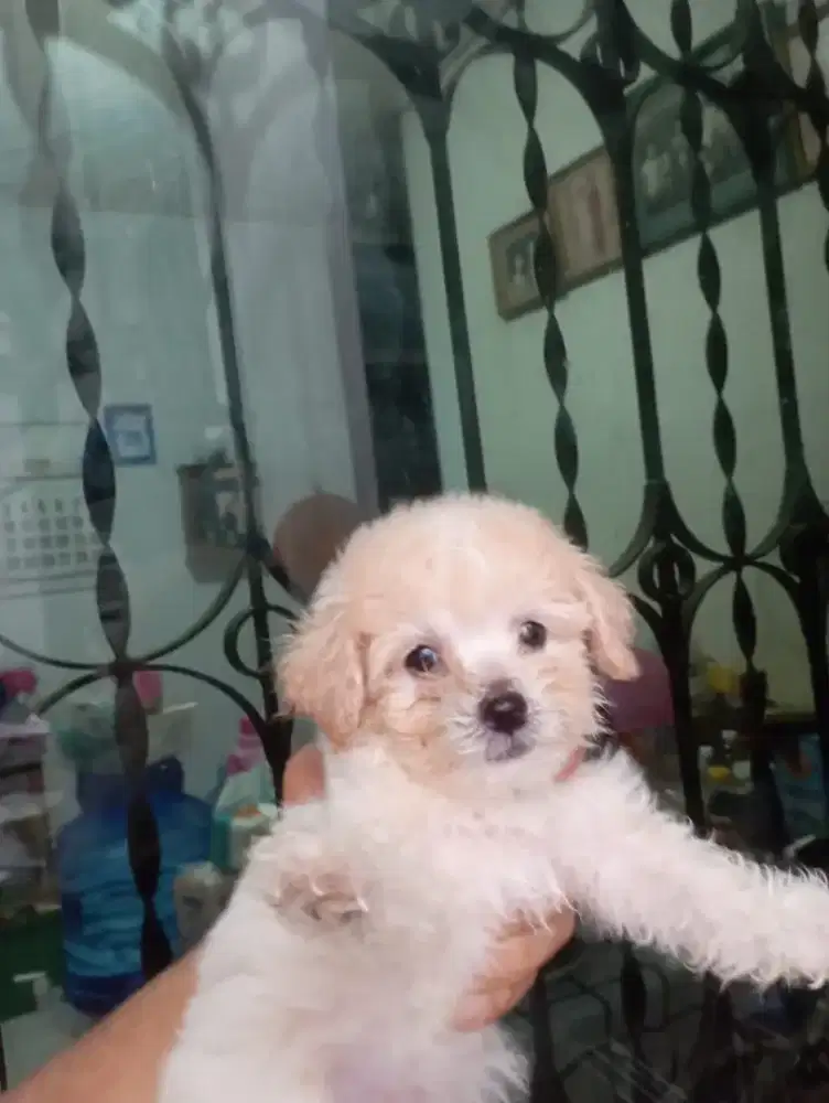 poodle apricot 1,5 bln