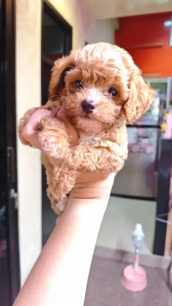 poodle jantan toy
