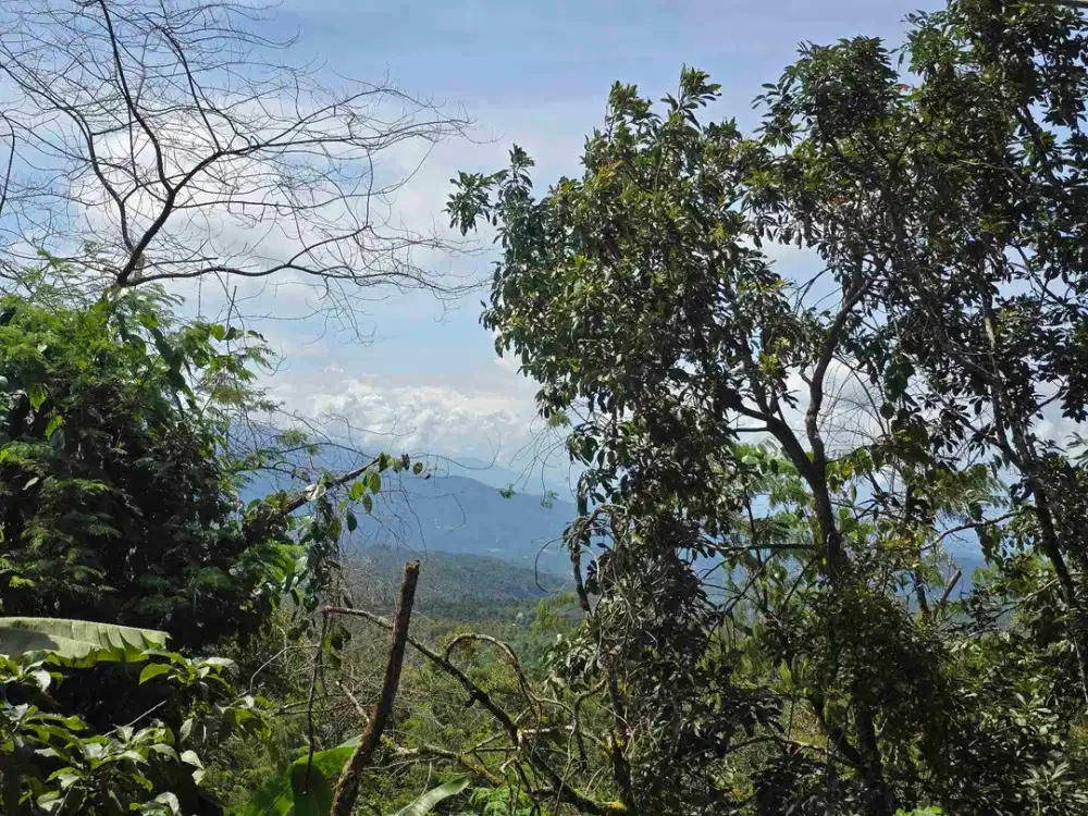 DIJUAL TANAH KEBUN KOPI ARABICA VIEW LAUT DAN GUNUNG DI TABANAN BALI