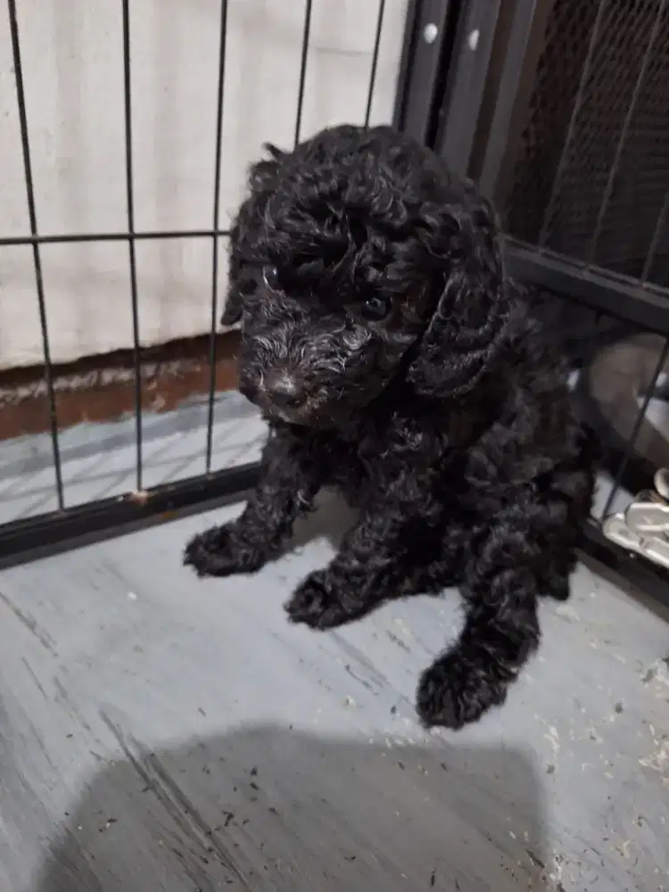 Poodle betina dark grey dagu putih