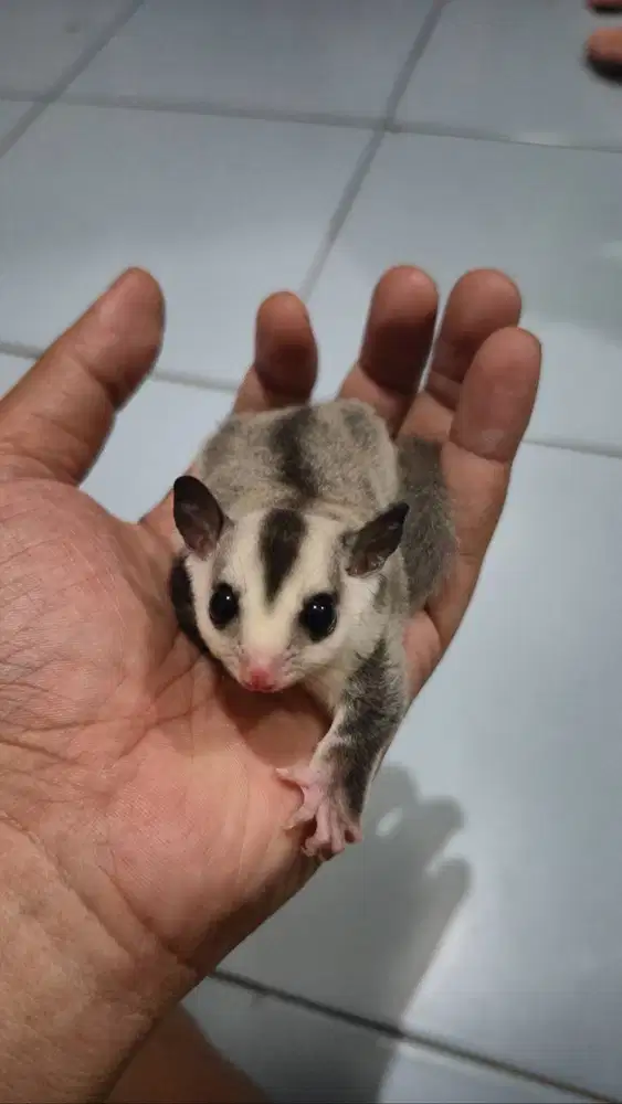 Sugar Glider White Face