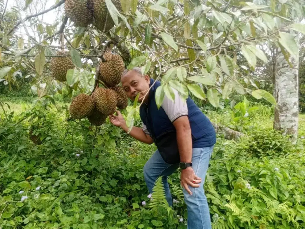 TANAH DAN KEBUN DUREN 200 POHON LOKASI NGAJUM MALANG