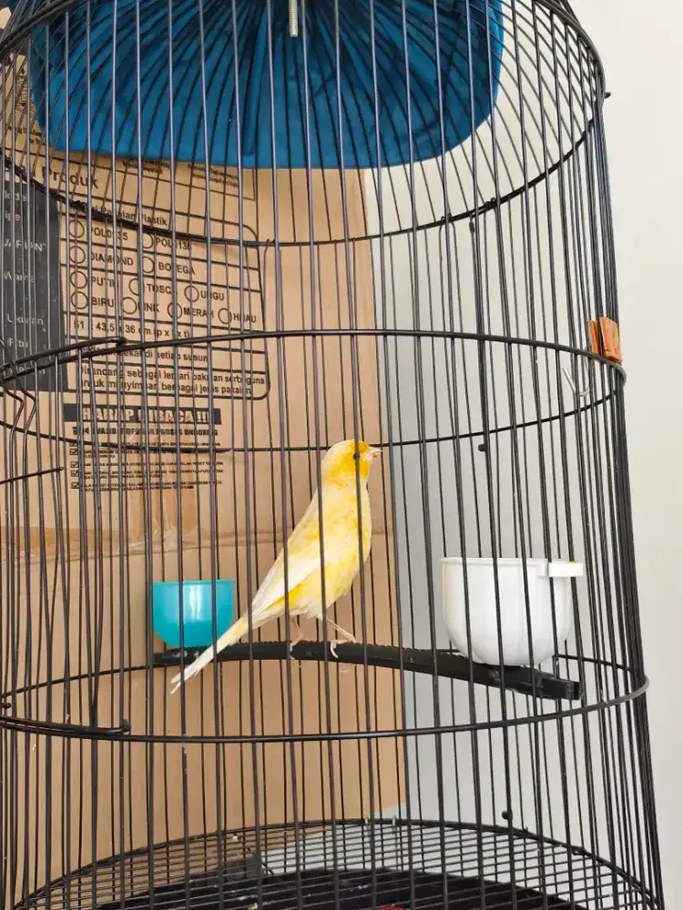 Kenari f1 paud usia 2 bulan