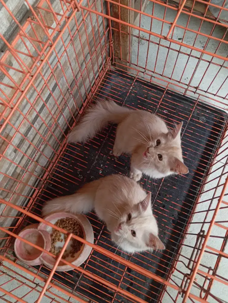 Kucing kitten persia