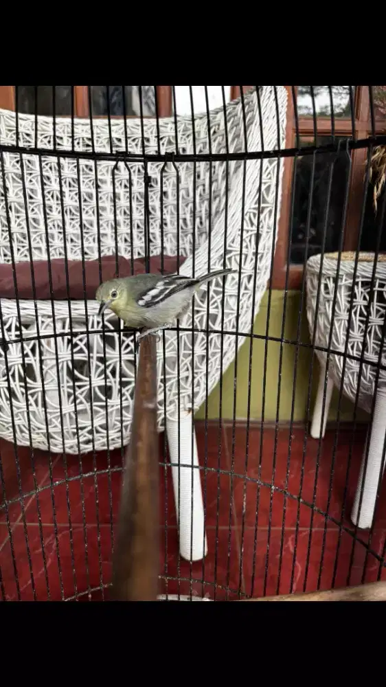 Burung Cipow Daun Jantan Gacor