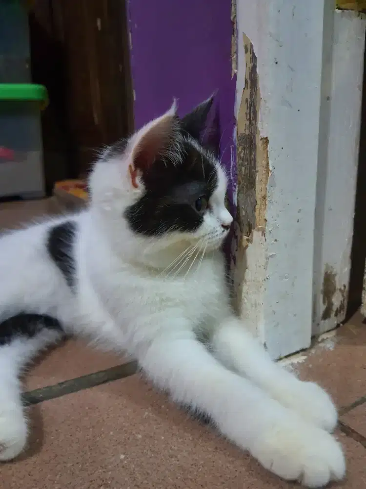 KUCING BSH MIX RAGDOLL JANTAN