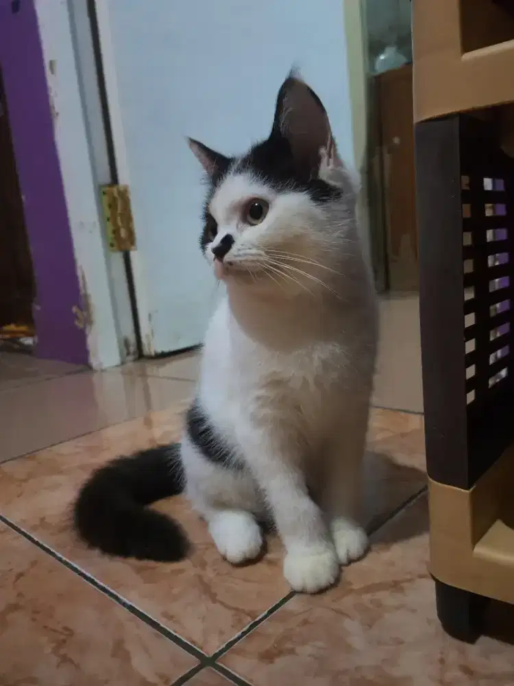 KUCING BSH X RAGDOLL BETINA PUTIH HITAM
