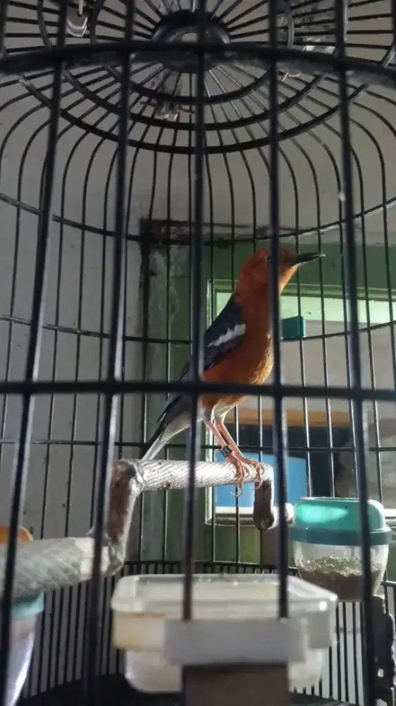 Anis merah bulu baru