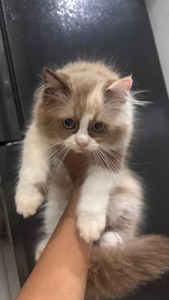 PURE RAGDOLL JANTAN N BETINA