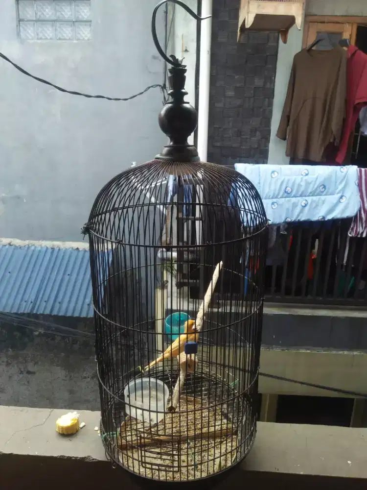Kandang love bird buled sama kotak kecil