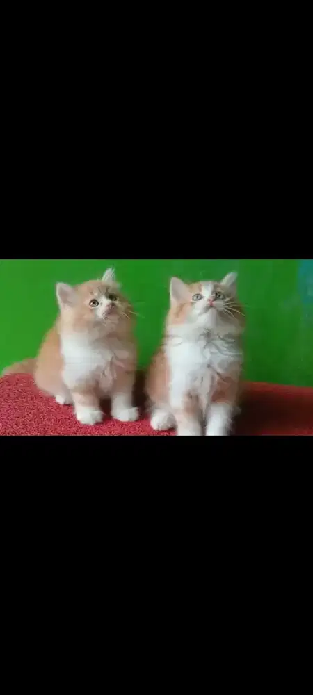 Anak kucing anggora/kitten.persia jantan/kucing persia jantan