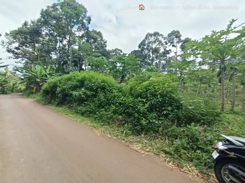 Dijual Kebun Pepaya Semarang Mijen