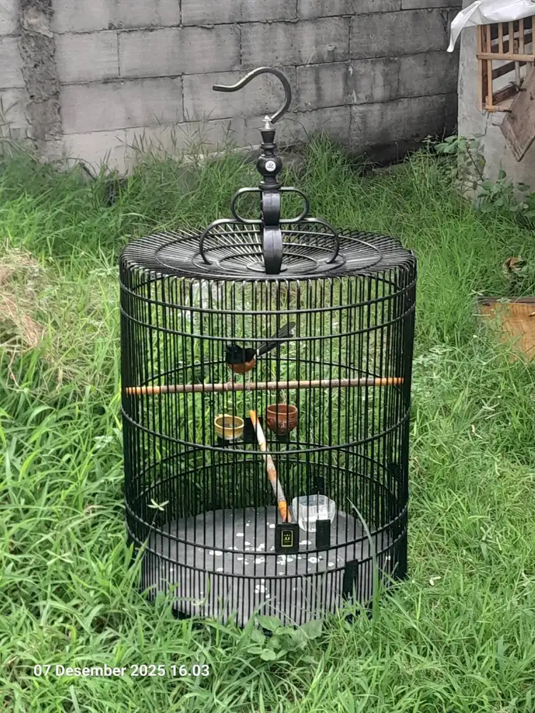 murai blorok kepala rajin bunyi