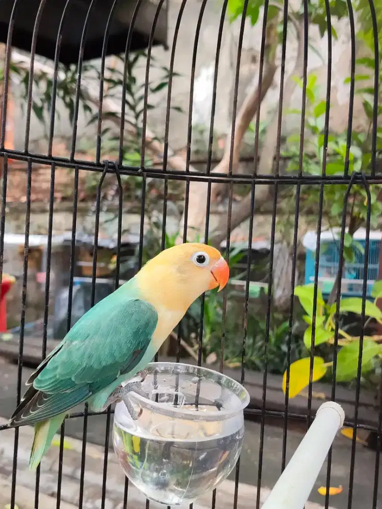 Lovebird Biola PB jantan