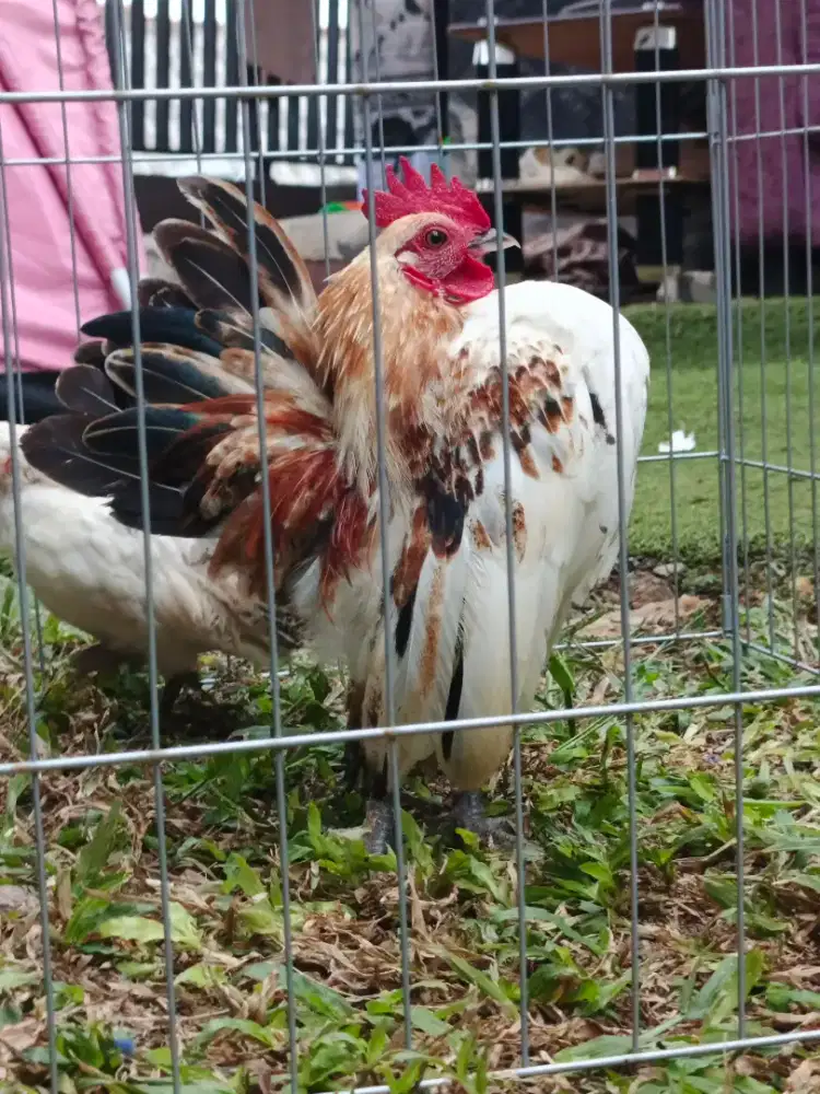 Serama ayam mini sepasang