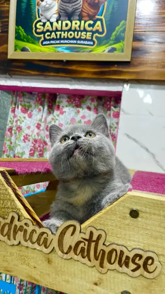 Kucing munchkin Bsh betina